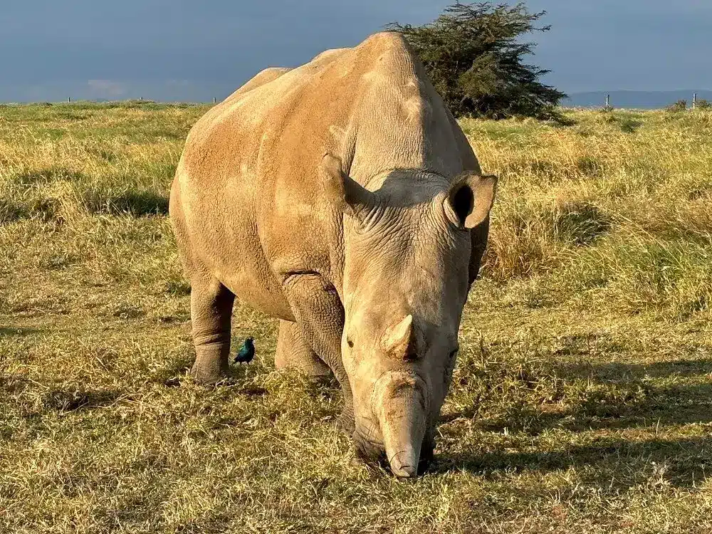 Ol Pejeta Conservancy
